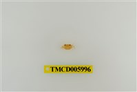 藏品(拉氏清溪蟹)的圖片